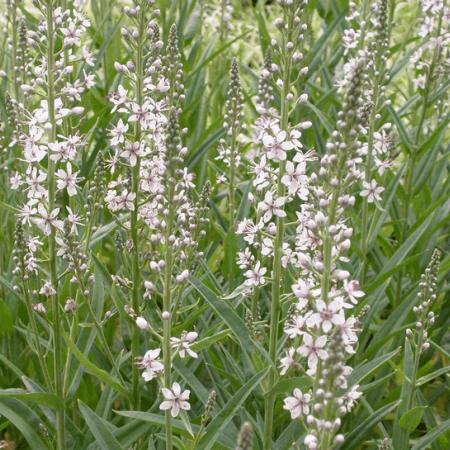 Lysimachia ephemerum