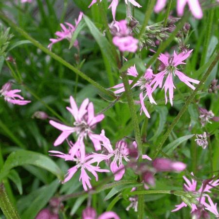 Lychnis flos-cuculi