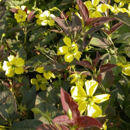 Lysimachia ciliata 'Firecracker'