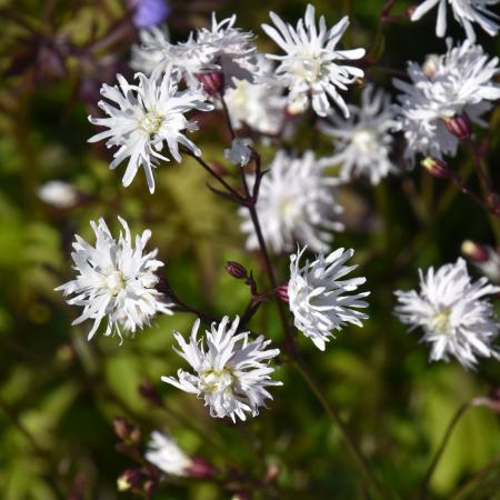 Lychnis hybride 'Petit Henri'