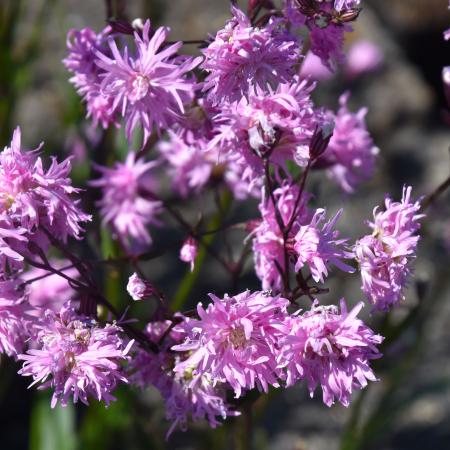 Lychnis hybride 'Petit Jenny'