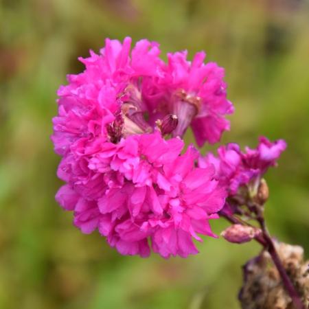 Lychnis viscaria 'Plena'