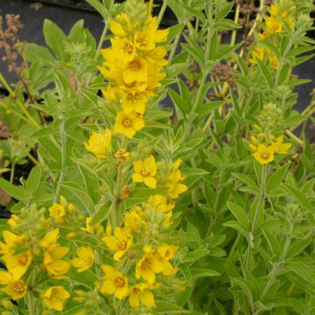 Lysimachia punctata