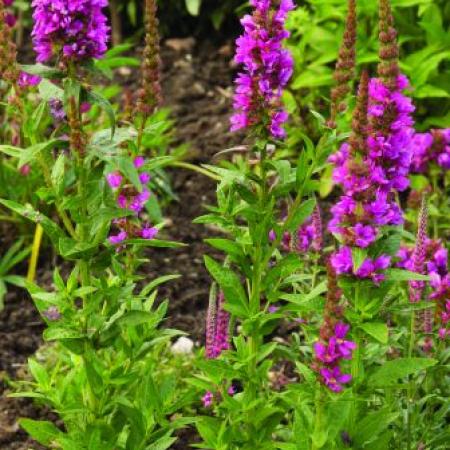 Lythrum salicaria 'Rosy Gem'