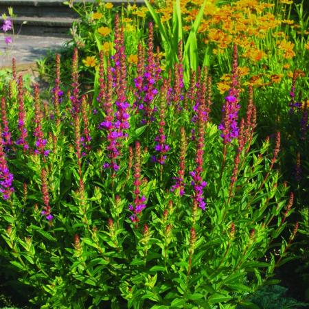 Lythrum salicaria 'Robert'