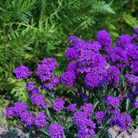 Lychnis alpina 'Rosea'