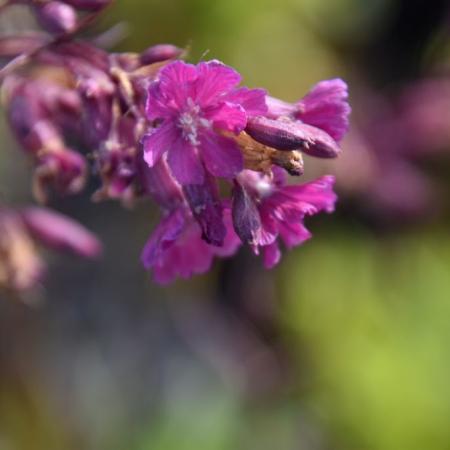 Lychnis viscaria 'Splendens'