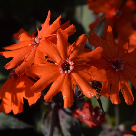 Lychnis arkwrightii 'Vesuvius'