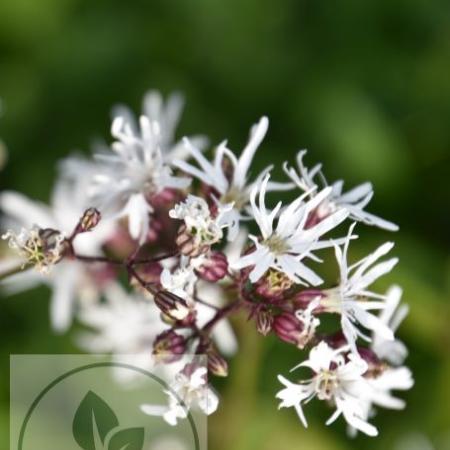 Lychnis flos-cuculi 'White Robin'