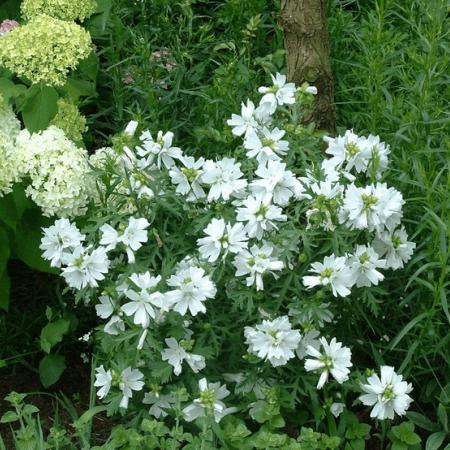 Malva moschata 'Alba'