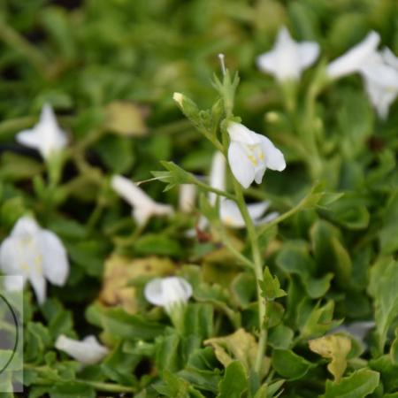 Mazus reptans 'Alba'