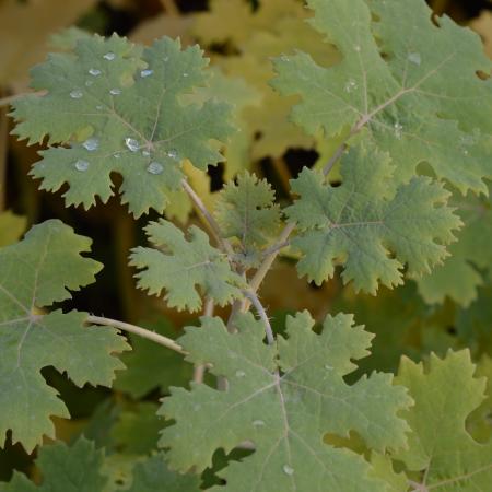 Macleaya cordata