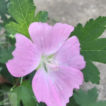 Malva alcea 'Fastigiata'