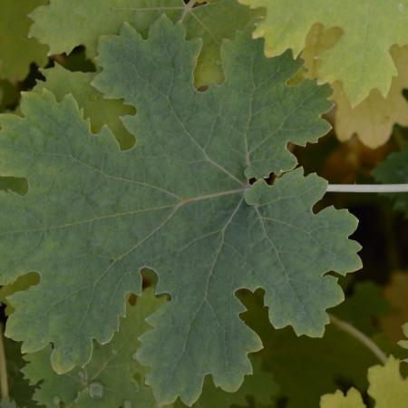 Macleaya microcarpa 'Kelway's Coral Plum'