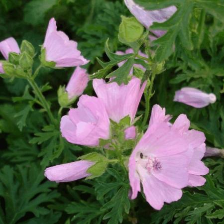 Malva moschata