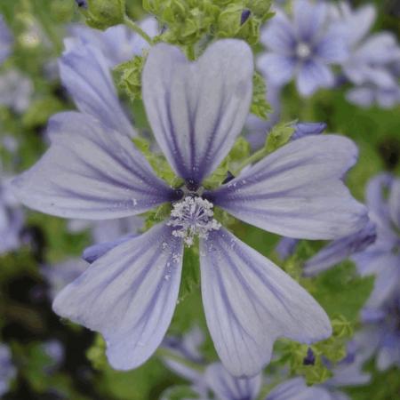 Malva sylvestris 'Primley Blue'