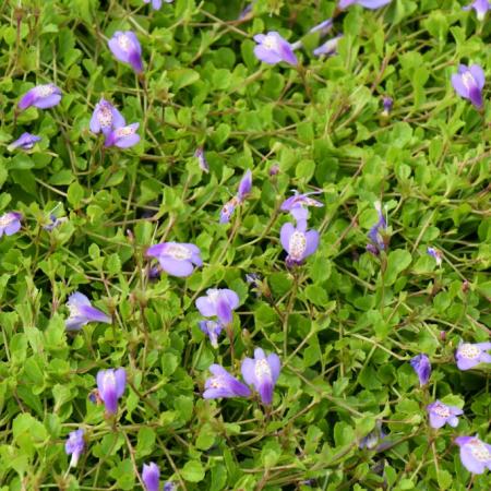 Mazus reptans