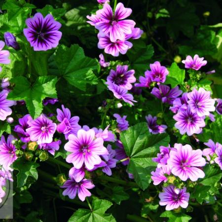 Malva sylvestris 'Zebrinus'