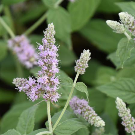 Mentha longifolia 'Buddleia'