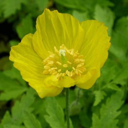 Meconopsis cambrica