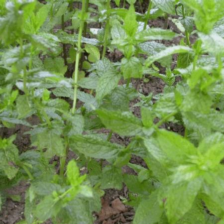 Mentha piperita