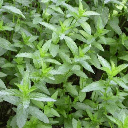 Mentha spicata