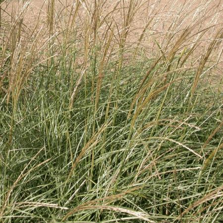 Miscanthus sinensis 'Adagio'