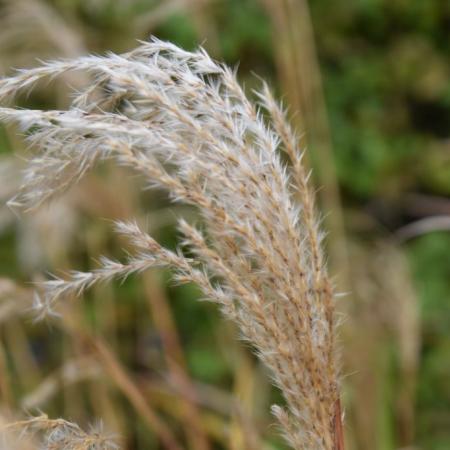 Miscanthus sinensis 'Afrika'