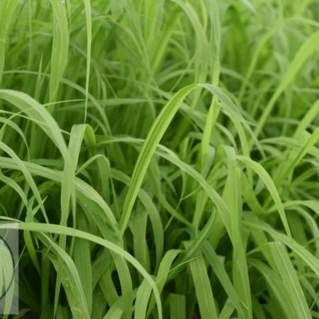 Milium effusum 'Aureum'