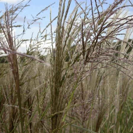 Miscanthus sinensis 'China'