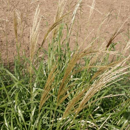Miscanthus sinensis 'Emm. Lepage'