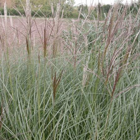 Miscanthus sinensis 'Flamingo'