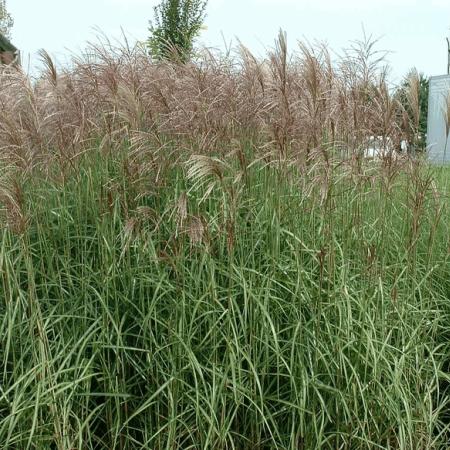 Miscanthus sinensis 'Ferner Osten'