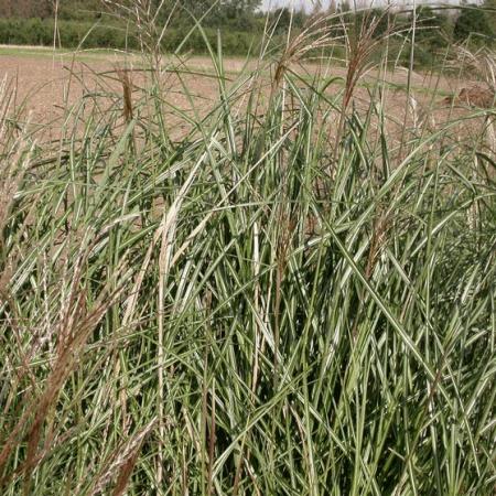 Miscanthus sinensis 'Grosse Fontäne'