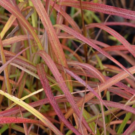 Miscanthus sinensis 'Ghana'