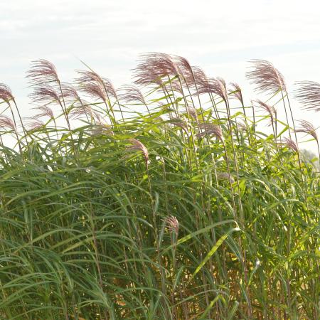 Miscanthus giganteus (floridulus)