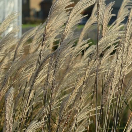 Miscanthus sinensis 'Graziella'