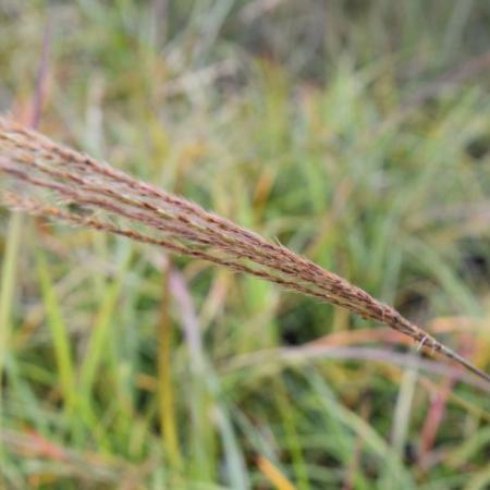 Miscanthus sinensis 'Herman Mussel'