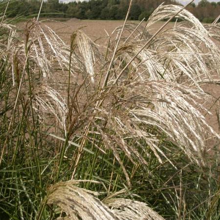 Miscanthus sinensis 'Kaskade'