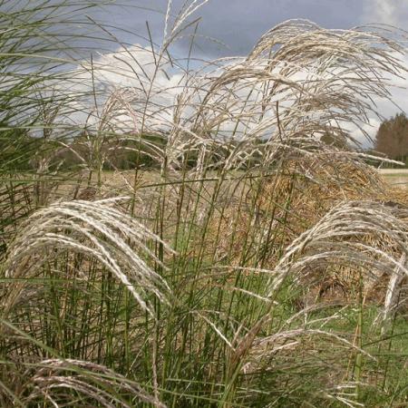 Miscanthus sinensis 'Kleine Fontaene'