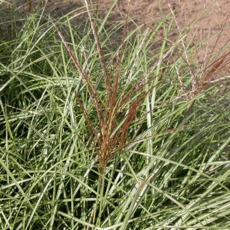 Miscanthus sinensis 'Krater'