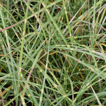 Miscanthus sinensis 'Lttle Zebra'