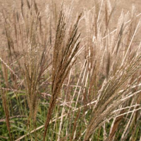 Miscanthus sinensis 'Malepartus'