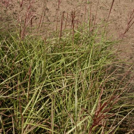 Miscanthus sinensis 'Nippon'