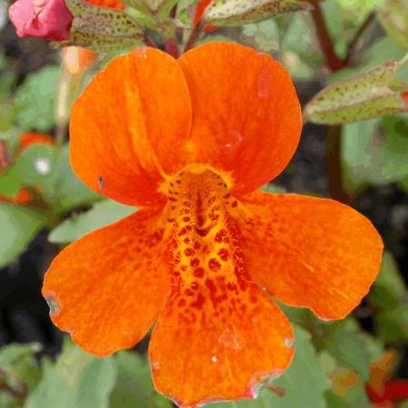 Mimulus 'Orange Glow'