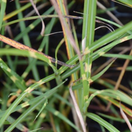 Miscanthus sinensis 'Punktchen'