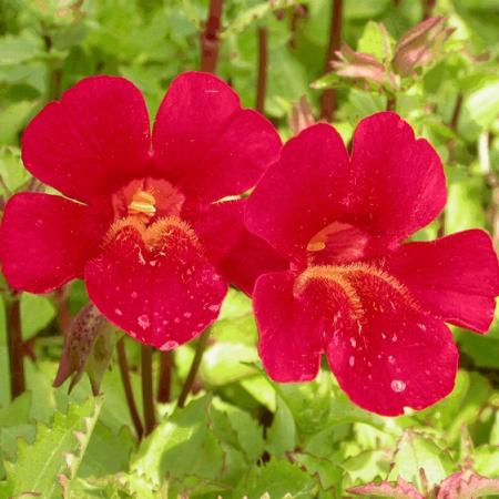 Mimulus cupr. 'Roter Kaiser'