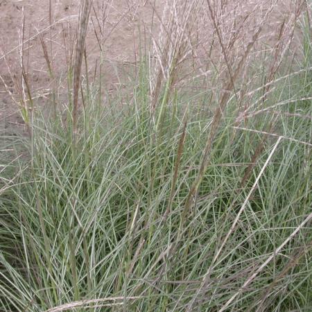 Miscanthus sinensis 'Sirene'