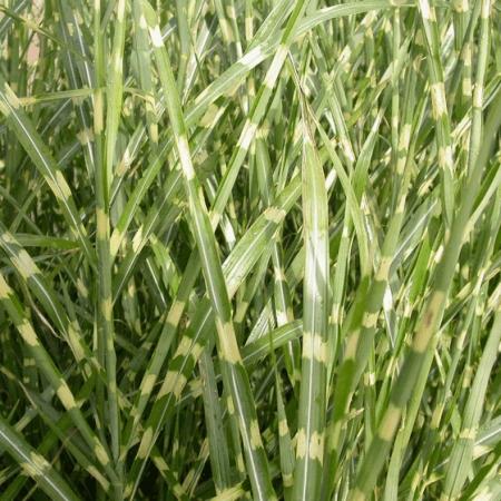 Miscanthus sinensis 'Strictus'