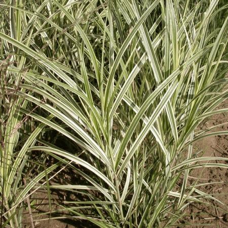 Miscanthus sinensis 'Variegatus'